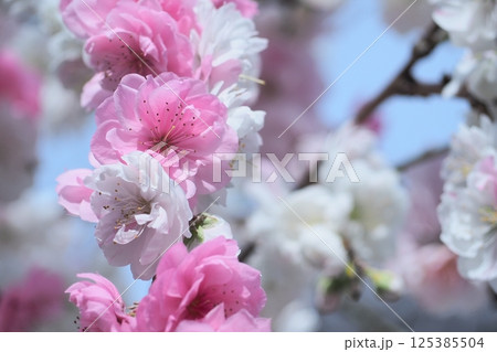 春の訪れを告げる桃の花 125385504
