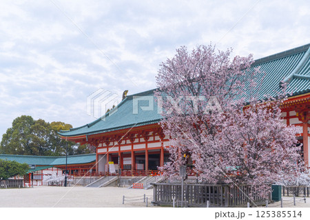 平安神宮　外拝殿と満開の左近の桜 125385514