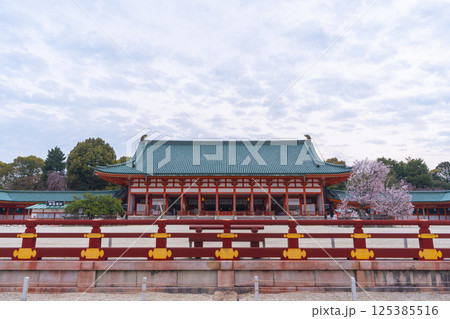 平安神宮　外拝殿と満開の左近の桜 125385516