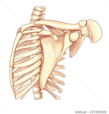 Common use cases chart: calcific shoulder vs lower back pain 125385616