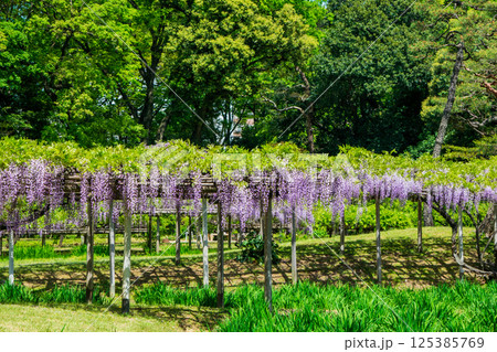 東京都 小石川後楽園 藤の花 国の特別史跡 東京都 小石川後楽園 藤の花 国の特別史跡 125385769