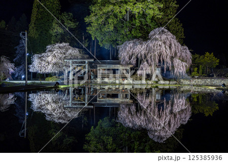 飛騨高山・青屋神明神社　夜桜ライトアップと水田への映り込み 125385936
