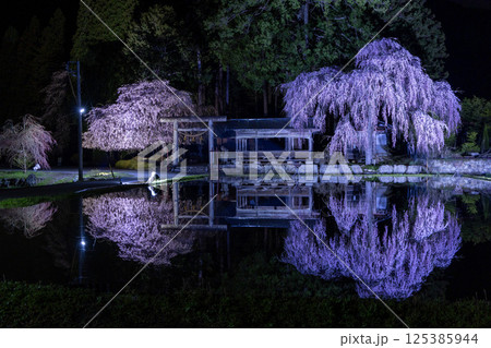 飛騨高山・青屋神明神社　夜明け前の桜と水田への映り込み 125385944