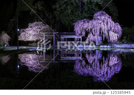 飛騨高山・青屋神明神社　夜桜ライトアップと水田への映り込み 125385945
