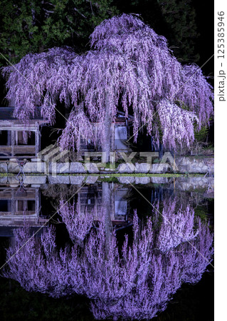 飛騨高山・青屋神明神社　夜桜ライトアップと水田への映り込み 125385946