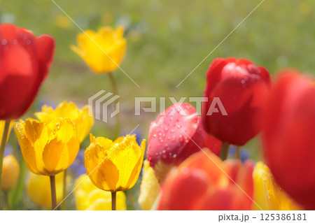 春の陽光を浴びて色とりどりに輝くチューリップ 125386181
