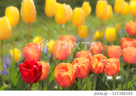 春の陽光を浴びて色とりどりに輝くチューリップ 春の陽光を浴びて色とりどりに輝くチューリップ 125386183