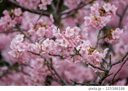 聖崎公園の河津桜 125386186