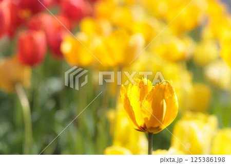 春の陽光を浴びて色とりどりに輝くチューリップ 125386198