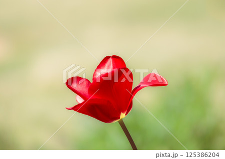 春の陽光を浴びて色とりどりに輝くチューリップ 春の陽光を浴びて色とりどりに輝くチューリップ 125386204