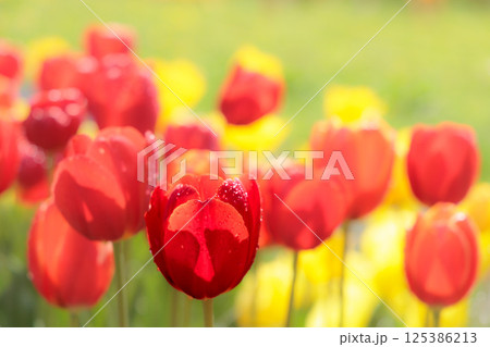 春の陽光を浴びて色とりどりに輝くチューリップ 125386213