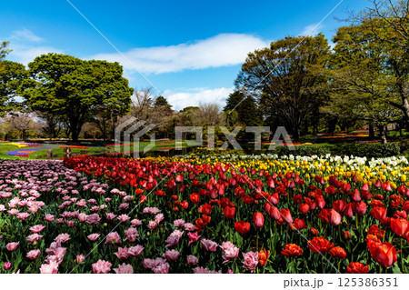 春の陽光を浴びて色とりどりに輝くチューリップ 125386351