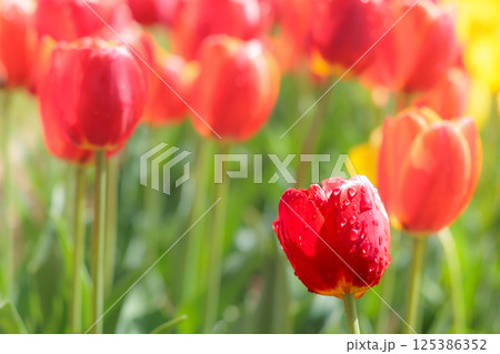 春の陽光を浴びて色とりどりに輝くチューリップ 125386352