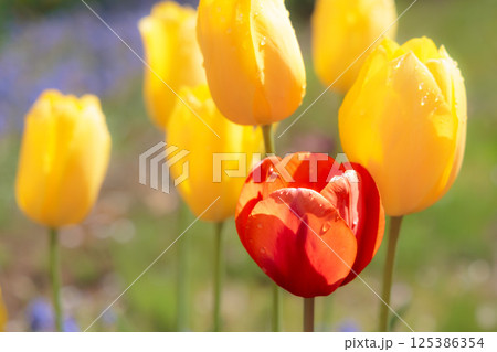 春の陽光を浴びて色とりどりに輝くチューリップ 春の陽光を浴びて色とりどりに輝くチューリップ 125386354