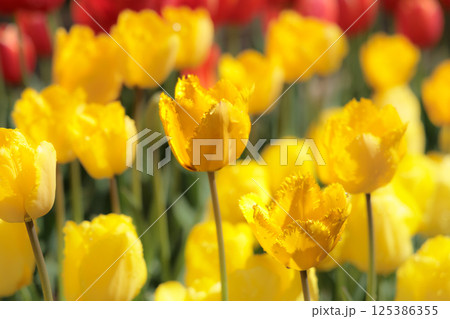 春の陽光を浴びて色とりどりに輝くチューリップ 125386355