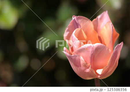 春の陽光を浴びて色とりどりに輝くチューリップ 125386356