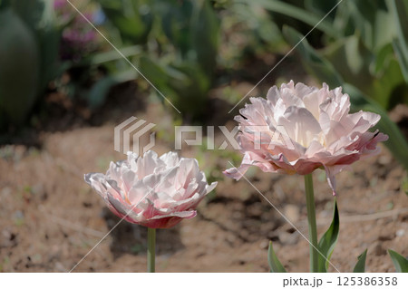 春の陽光を浴びて色とりどりに輝くチューリップ 125386358