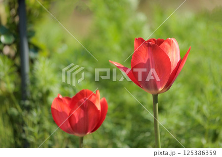 春の陽光を浴びて色とりどりに輝くチューリップ 125386359