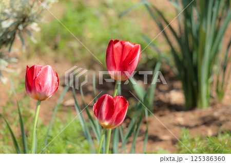 春の陽光を浴びて色とりどりに輝くチューリップ 125386360