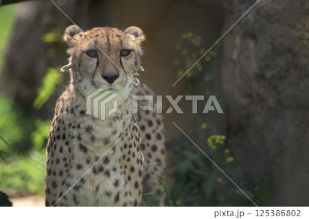 春の日差しを浴びて遠くを眺めるチーター 125386802