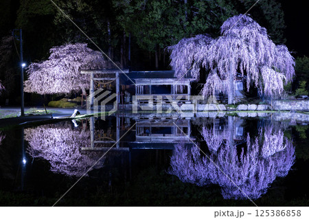 飛騨高山・青屋神明神社 夜桜ライトアップと水田への映り込み 飛騨高山・青屋神明神社 夜桜ライトアップと水田への映り込み 125386858