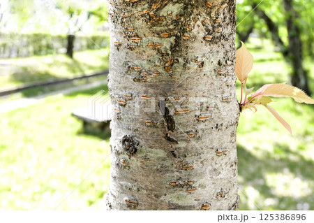 桜の幹＿樹皮 125386896
