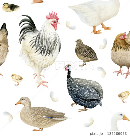 Watercolor farm birds seamless pattern on white. Hand drawn rooster, spotted guinea fowl, chickens, ducks and quail with eggs repeat background. Poultry yard birds for village animal designs Watercolor farm birds seamless pattern on white. Hand drawn rooster, spotted guinea fowl, chickens, ducks and quail with eggs repeat background. Poultry yard birds for village animal designs 125386988