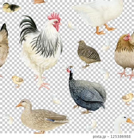 Watercolor farm birds seamless pattern on white. Hand drawn rooster, spotted guinea fowl, chickens, ducks and quail with eggs repeat background. Poultry yard birds for village animal designs Watercolor farm birds seamless pattern on white. Hand drawn rooster, spotted guinea fowl, chickens, ducks and quail with eggs repeat background. Poultry yard birds for village animal designs 125386988