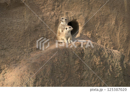 春の午後の日差しを浴びるミーアキャット 125387020