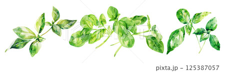 Set of fresh herb, green basil in watercolor style isolated on a transparent background. 125387057