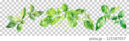 Set of fresh herb, green basil in watercolor style isolated on a transparent background. 125387057