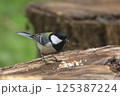 オニクルミの実を啄むシジュウカラ 125387224
