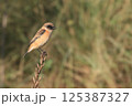 ノビタキ 125387327