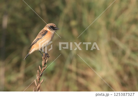 ノビタキ ノビタキ 125387327