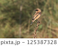 ノビタキ 125387328