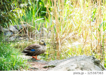 水辺に佇むカルガモ 水辺に佇むカルガモ 125387363