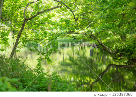 水面に映る新緑 125387366