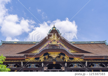 初夏の京都　北野天満宮　新緑の飛梅と御本殿 125387383