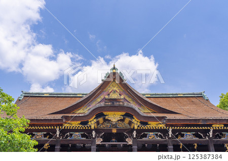 初夏の京都 北野天満宮 新緑の飛梅と御本殿 初夏の京都 北野天満宮 新緑の飛梅と御本殿 125387384