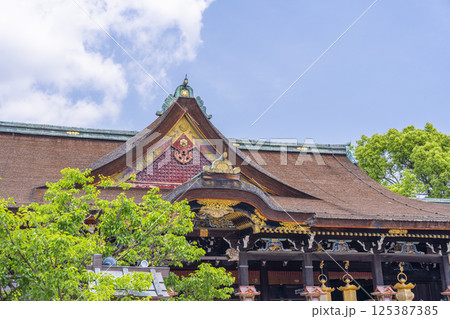 初夏の京都　北野天満宮　新緑の飛梅と御本殿 125387385