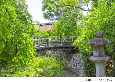 初夏の京都 北野天満宮 梅苑「花の庭」 御手洗川に架かる太鼓橋 初夏の京都 北野天満宮 梅苑「花の庭」 御手洗川に架かる太鼓橋 125387393