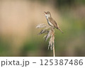 葦の上でさえずるオオヨシキリ 125387486