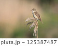 オオヨシキリ 125387487