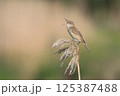 葦の上でさえずるオオヨシキリ 125387488