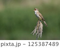 葦の上でさえずるオオヨシキリ 125387489