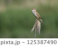 葦の上でさえずるオオヨシキリ 125387490