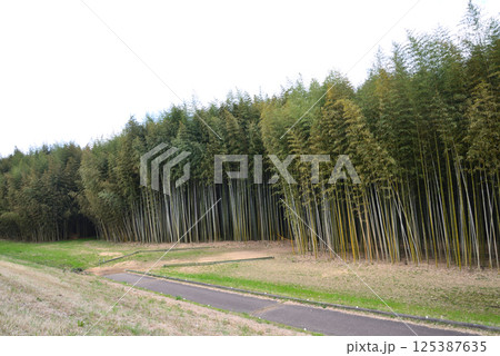 辰ノ口親水公園 2025-4-12 #32 辰ノ口親水公園 2025-4-12 #32 125387635