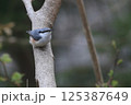 ゴジュウカラ 125387649