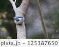 ゴジュウカラ 125387650