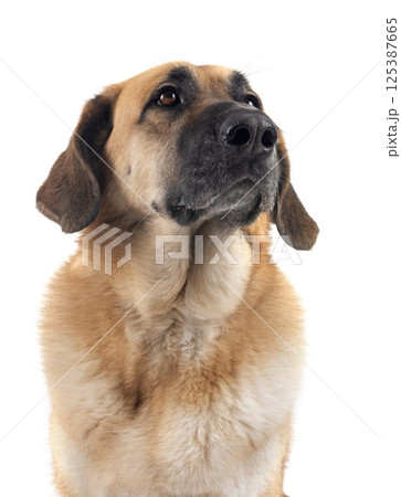 Spanish Mastiff in studio 125387665